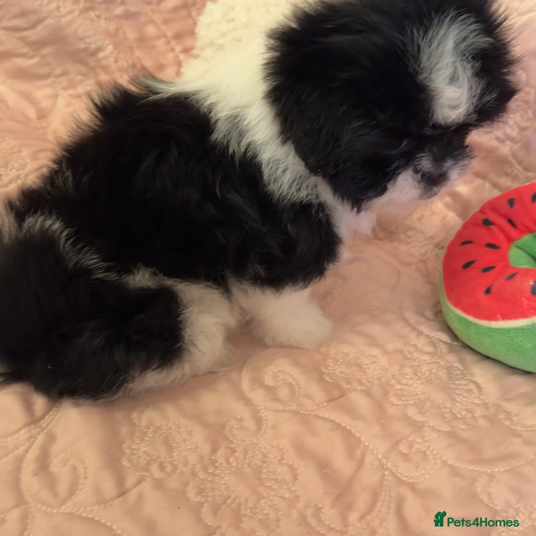 Mixed Breed dogs for sale: Unique Jatese puppies (toy breed) - Advert 6