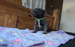 Staffordshire Bull Terrier dogs for sale: Beautiful Kennel registered blue staffie for sale  - Image 14