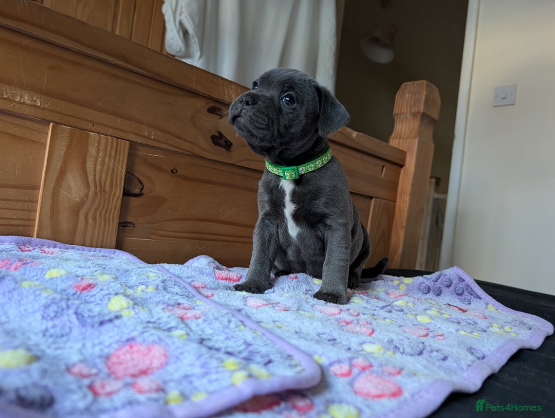 Staffordshire Bull Terrier dogs for sale: Beautiful Kennel registered blue staffie for sale  - Image 14