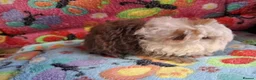 Guinea Pig rodents for sale: Baby Boars In Different Breeds  - Advert 13