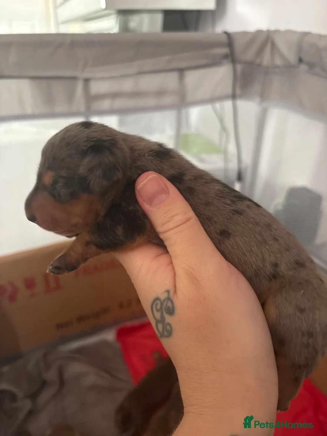 Miniature Dachshund dogs for sale: Miniature Daschund puppys  - Advert 17