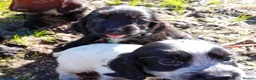 Cocker Spaniel dogs for sale: Show cocker pups in Peterhead - Advert 3