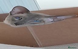 Siamese cats for sale: Siamese boy - Image 6