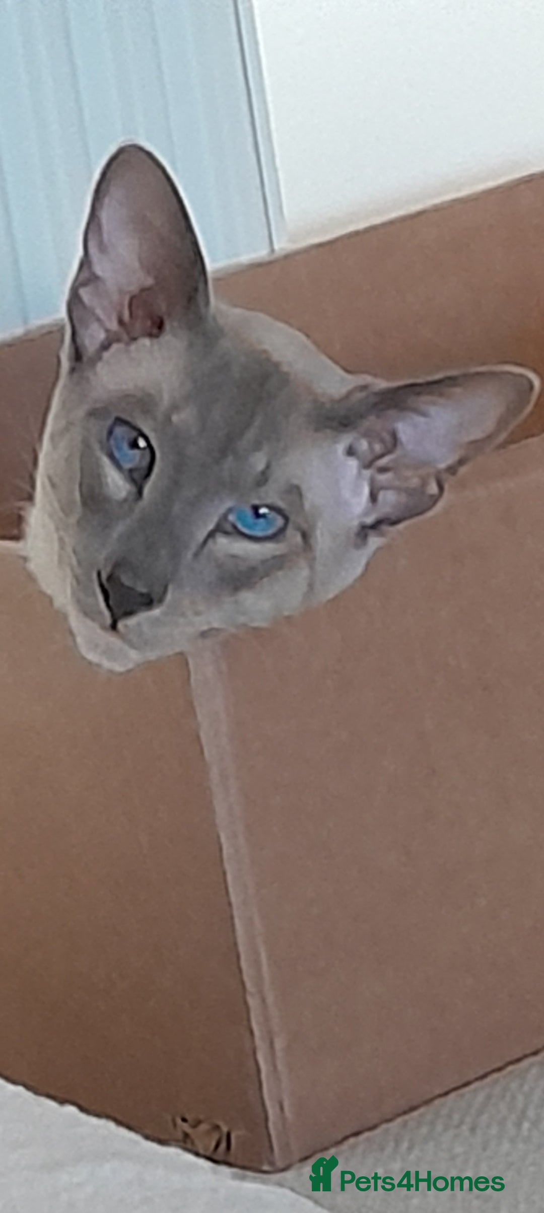 Siamese cats for sale: Siamese boy - Image 6
