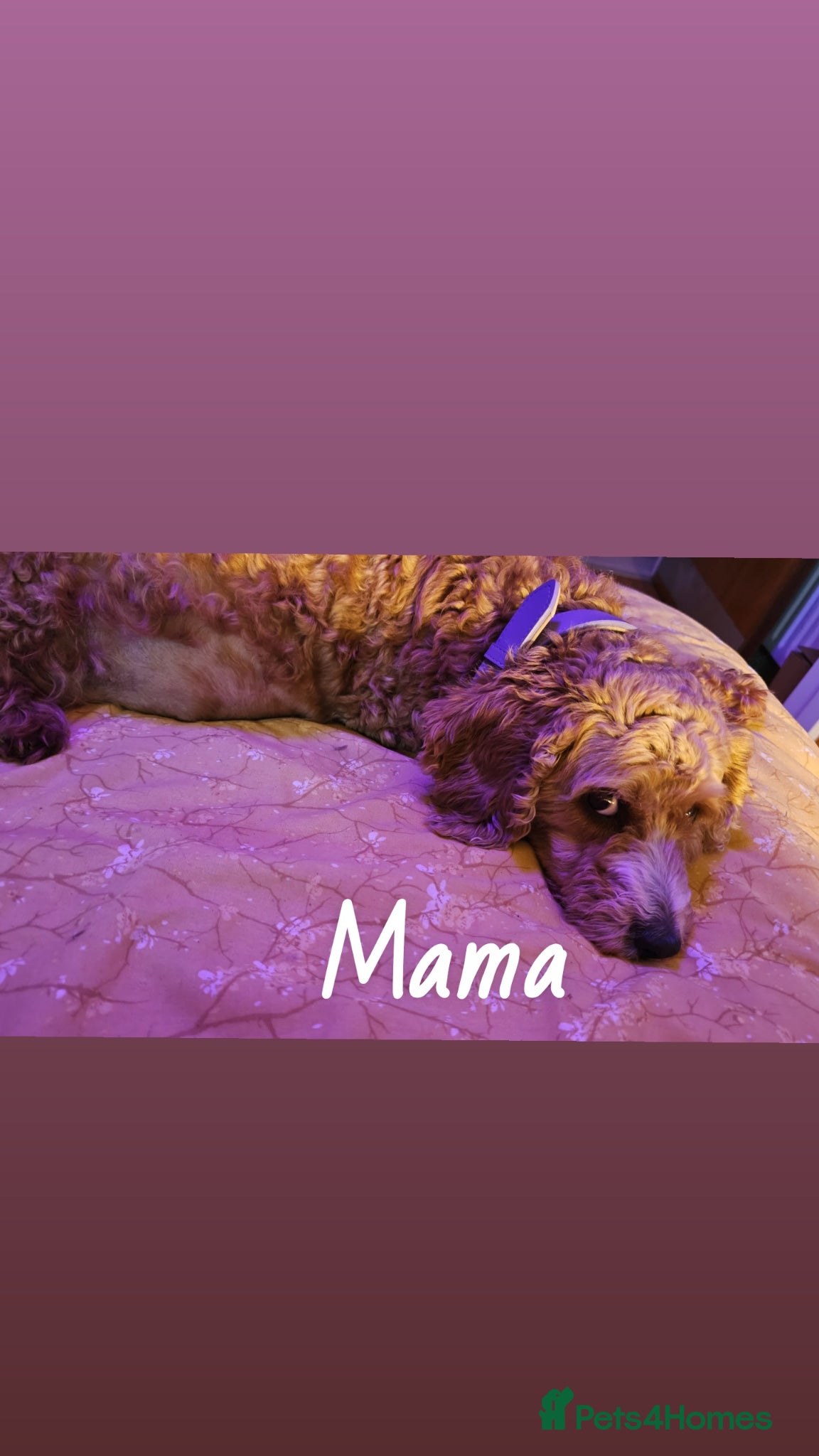Cavapoo dogs I have 1 litter due in under 2 weeks - Advert 6