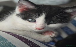 Domestic Shorthair cats for sale: Kittens ready to go - Image 6