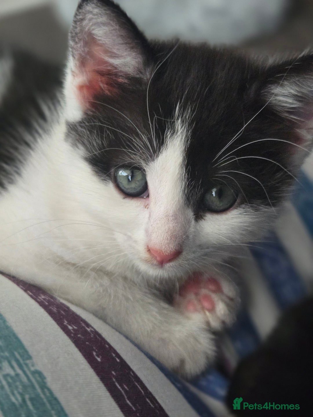 Domestic Shorthair cats for sale: Kittens ready to go - Image 6