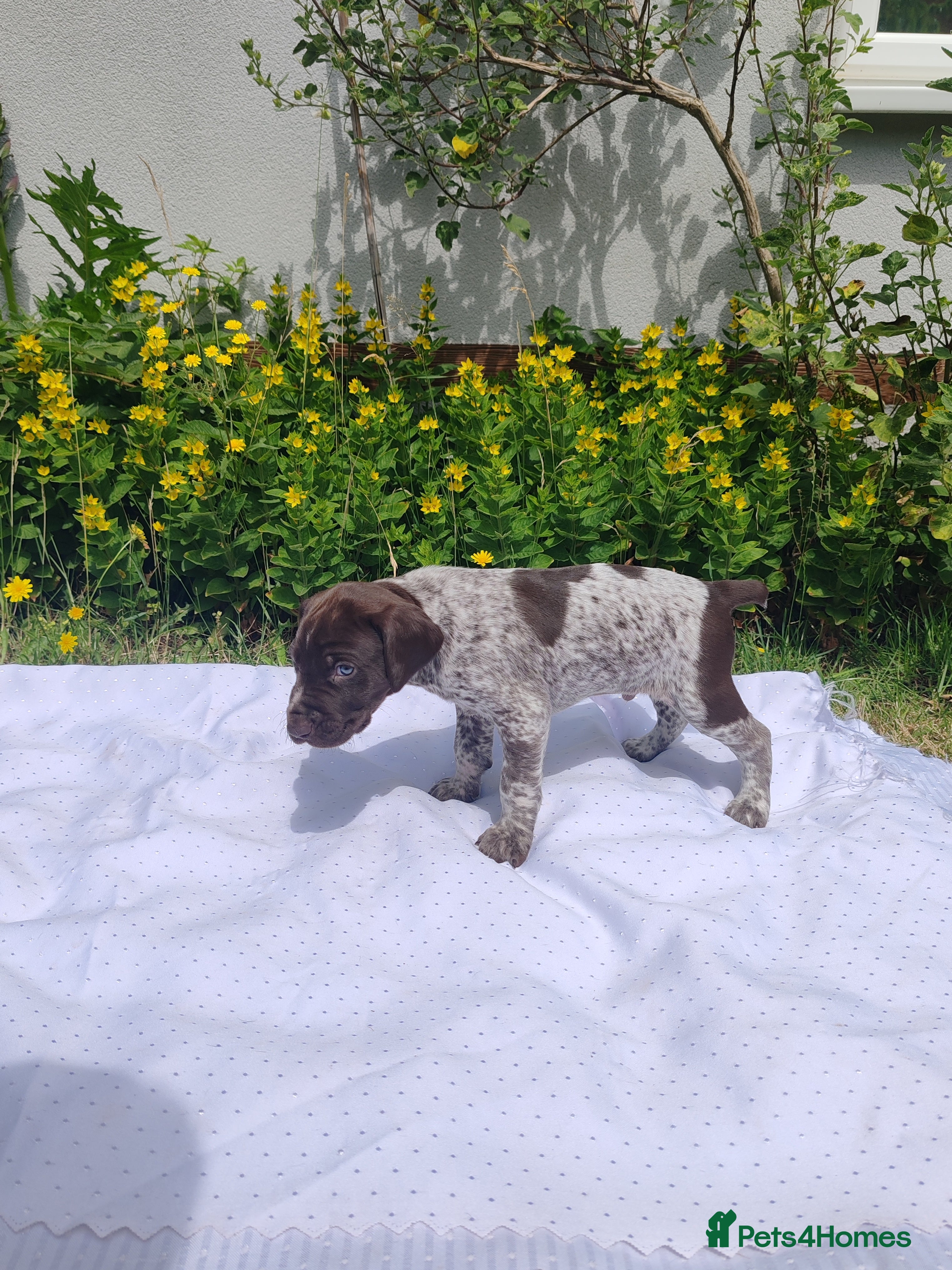 German Shorthaired Pointer dogs ❤️🐾Ready to go! GORGEOUS GERMAN SHORTHAIR POINTER - Advert 2