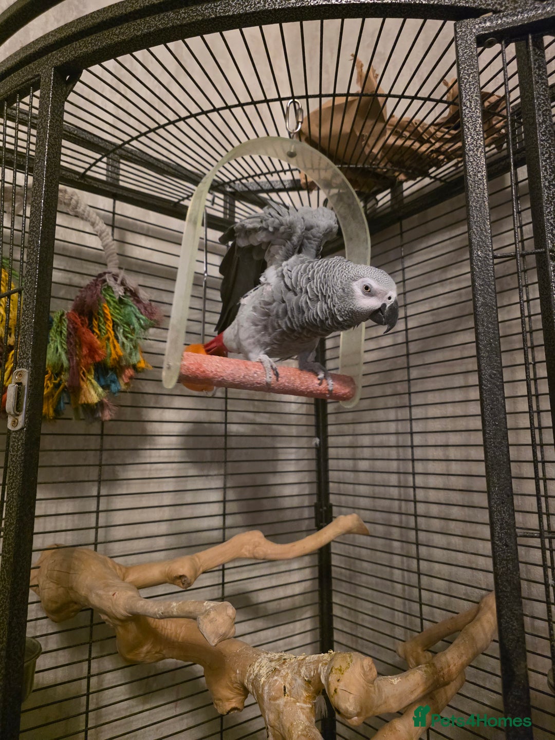 Parrots birds for sale: Congo African Grey female  - Advert 7