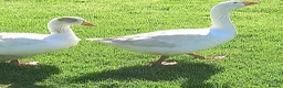Geese poultry for sale: Goslings for Sale - Advert 3