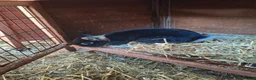 Netherland Dwarf rabbits for sale: Netherland Dwarf rabbits - Advert 3