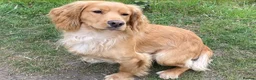 Cocker Spaniel dogs for sale: KC Working Cocker Spaniel - Advert 4