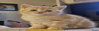 British Shorthair Kitten 3