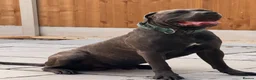 Cane Corso dogs for sale: Brutus(X-Man) World Winner line Cane Corso Puppies - Advert 15