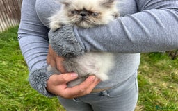 Persian cats for sale: Color point Persian kittens - Image 9