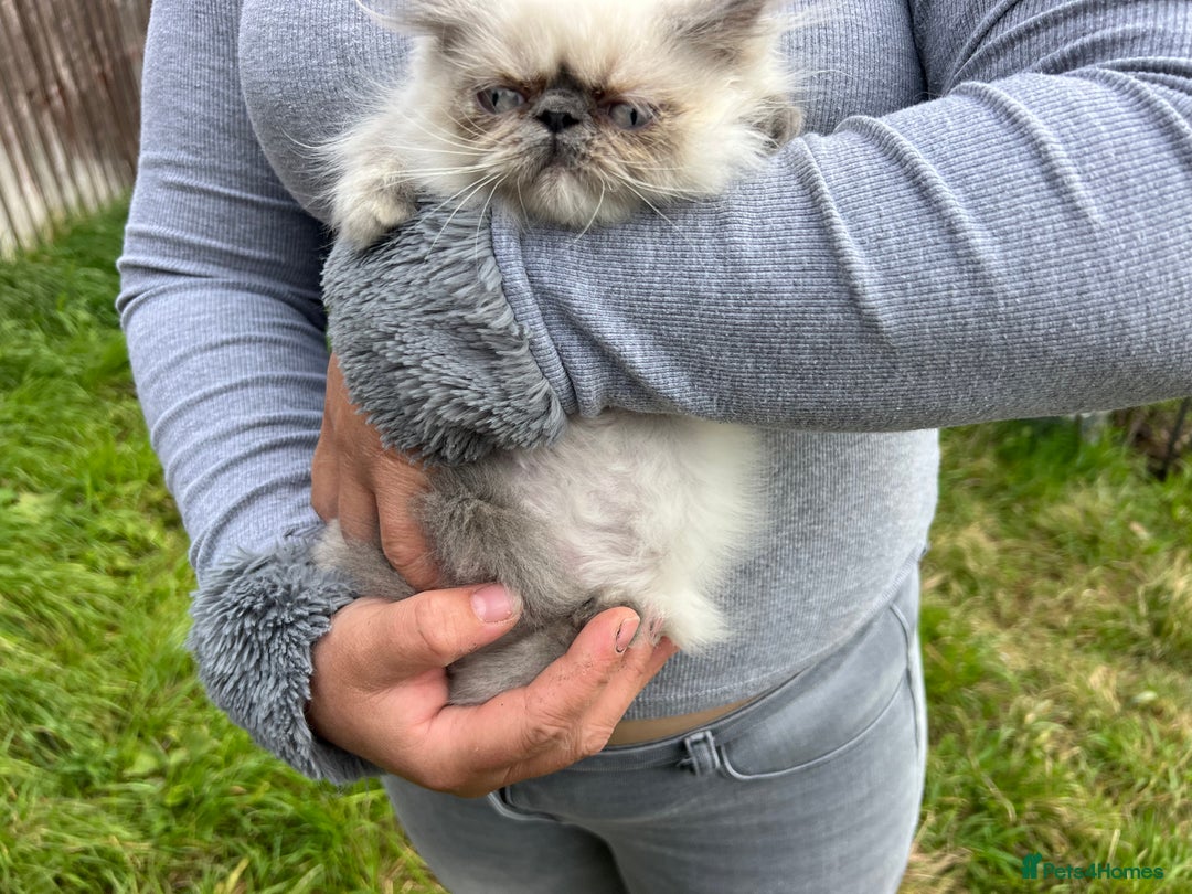 Persian cats for sale: Color point Persian kittens - Image 9