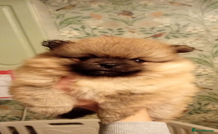 Pomeranian dogs - Advert 2