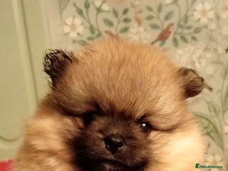 Pomeranian dogs - Advert 7