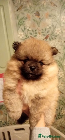 Pomeranian dogs - Advert 2