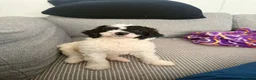 Sproodle dogs for sale: Sproodle  - Advert 6