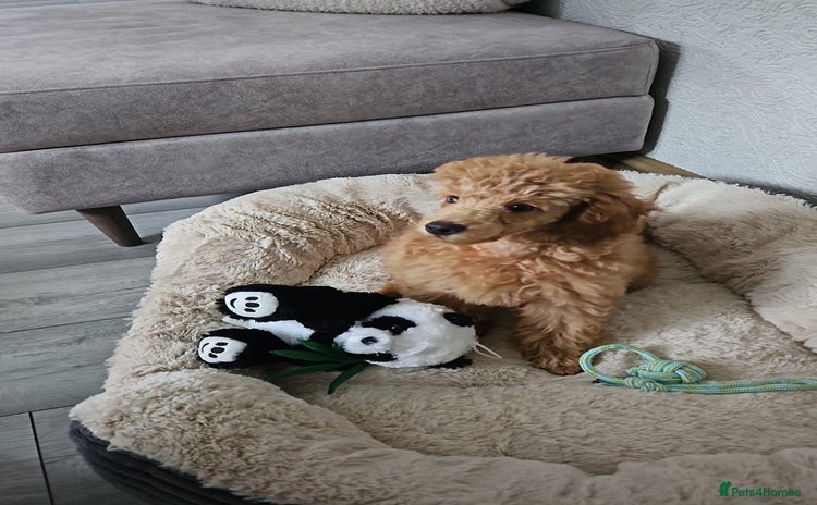 Toy Poodle dogs - Advert 5