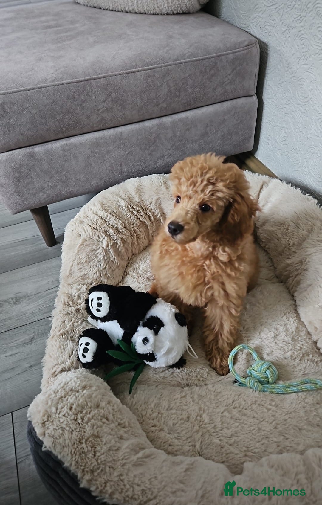 Toy Poodle dogs for sale: Toy poodle puppy  - Image 1