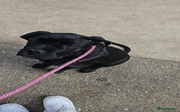 Cane Corso dogs for sale: Bella  - Image 5