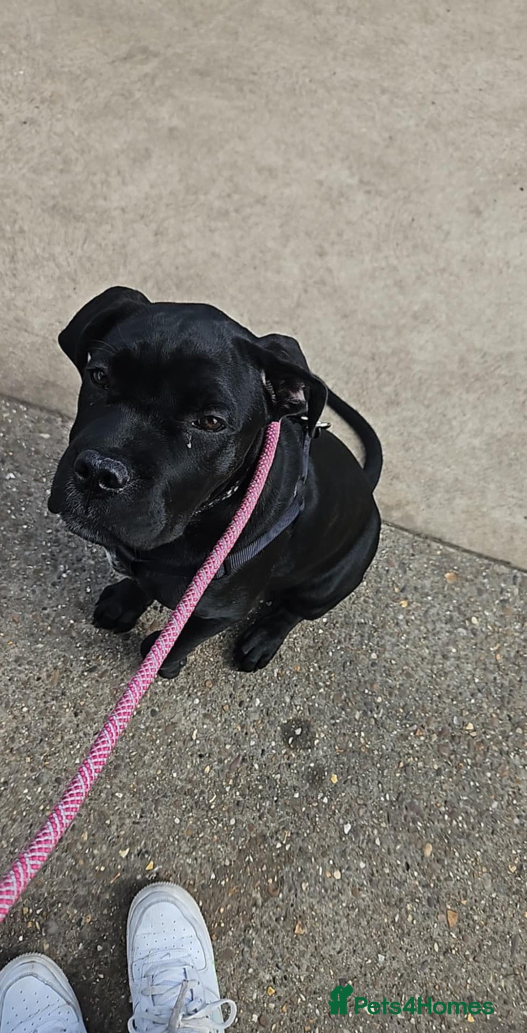 Cane Corso dogs for sale: Bella  - Image 5