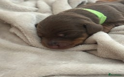 Dachshund dogs for sale: Dachshund puppies for sale - Image 7