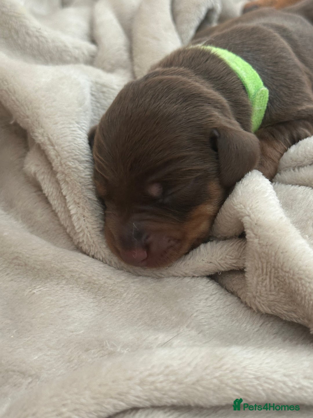 Dachshund dogs for sale: Dachshund puppies for sale - Image 7