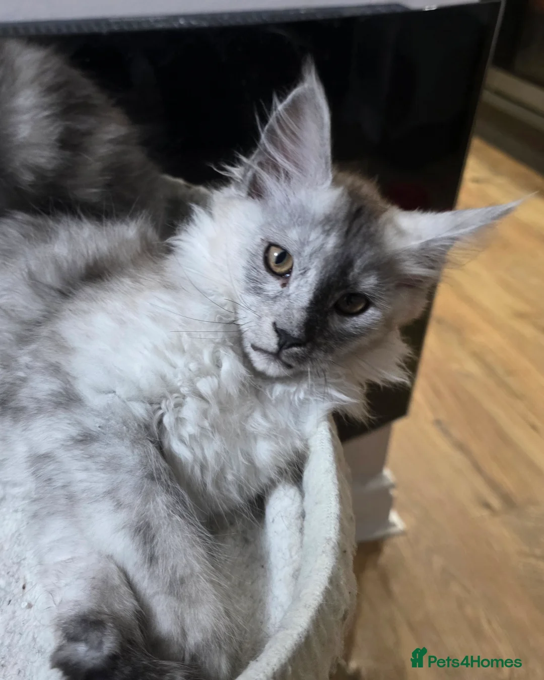 Maine Coon cats for sale: Tica reg kittens- neutered. 3 left Ready soon - Advert 3