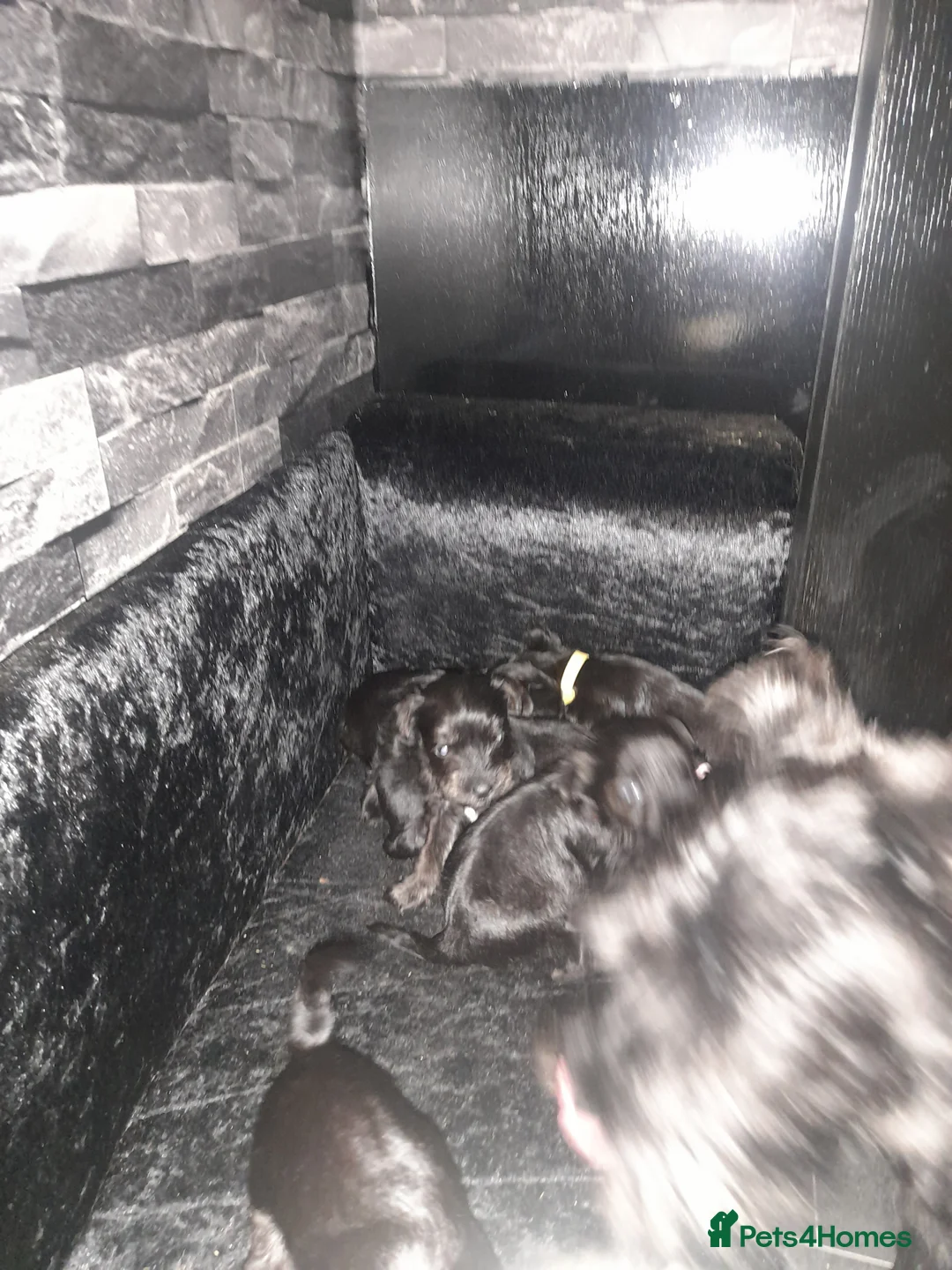 Mixed Breed dogs for sale: Snorkie pups - Advert 14