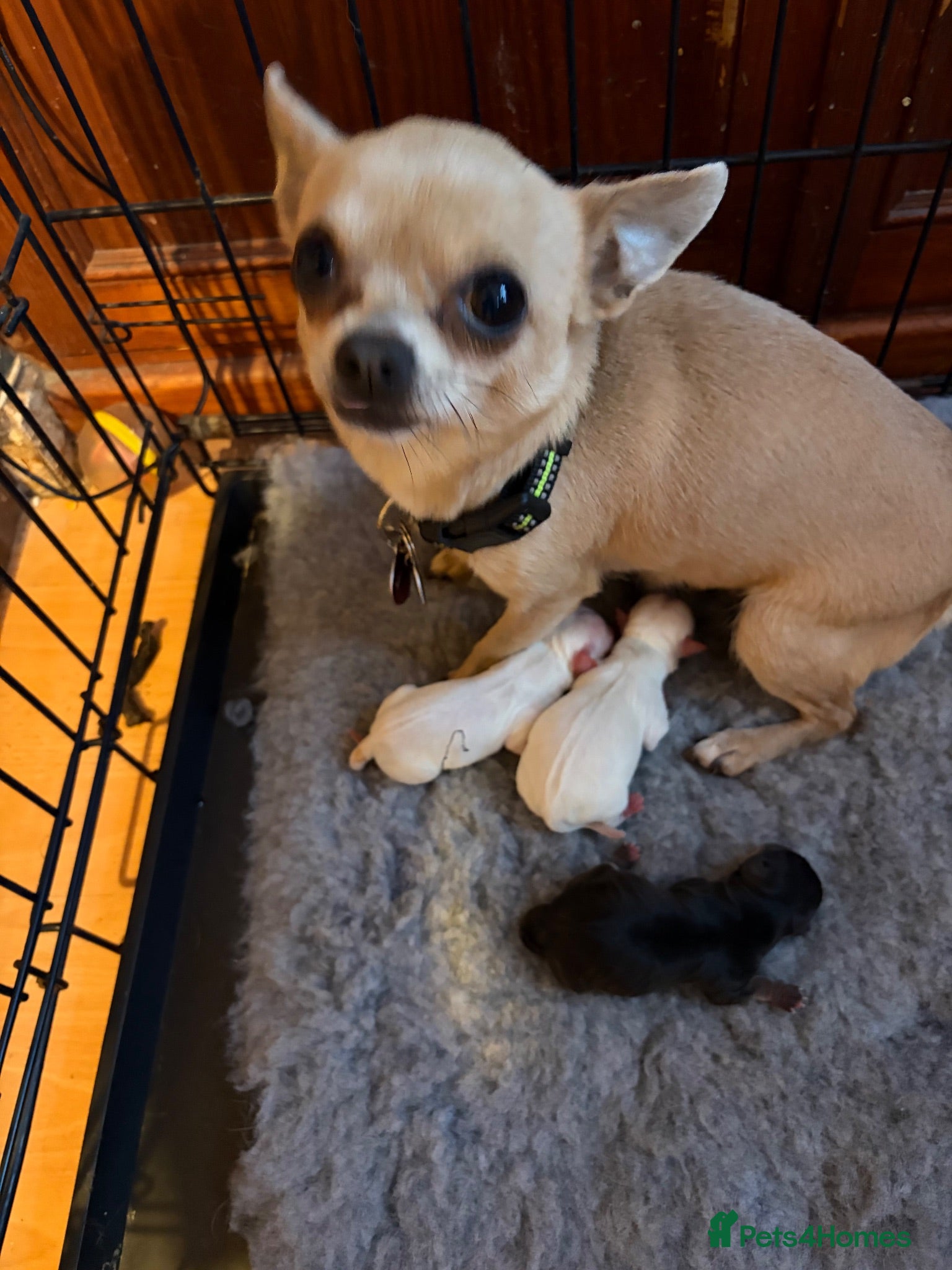 Chihuahua dogs Beautiful kc chihuahua puppies  - Advert 1