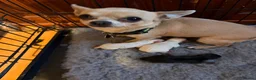 Chihuahua dogs for sale: Beautiful kc chihuahua puppies  - Advert 1