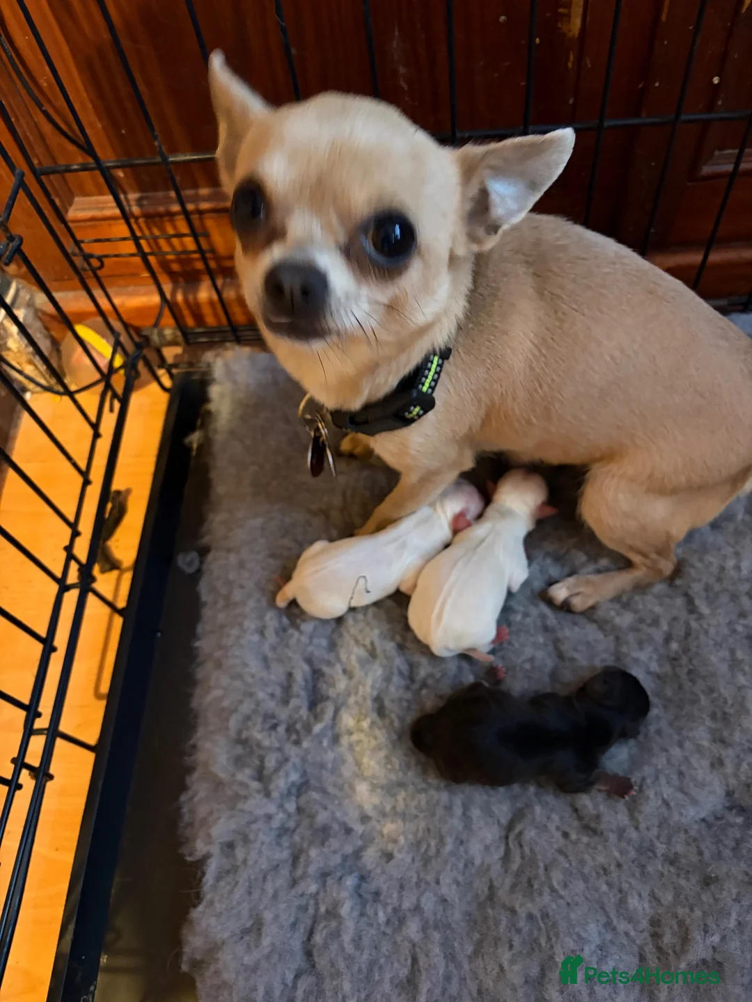 Chihuahua dogs for sale: Beautiful kc chihuahua puppies  - Advert 1