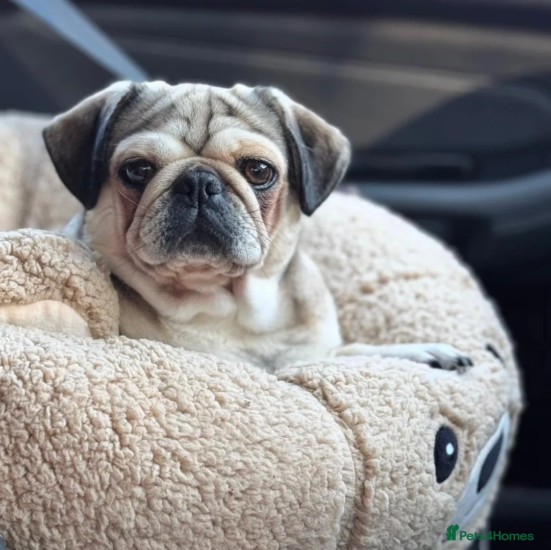 Pug dogs for sale: Kc registered pug ( Tulip )  - Advert 4