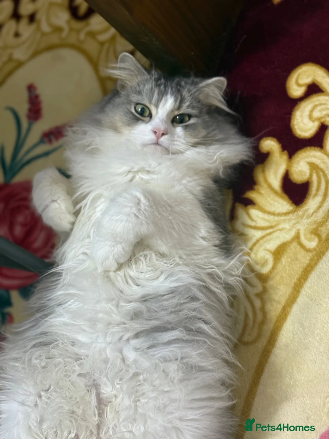 British Longhair cats for sale: British long hair  - Advert 3