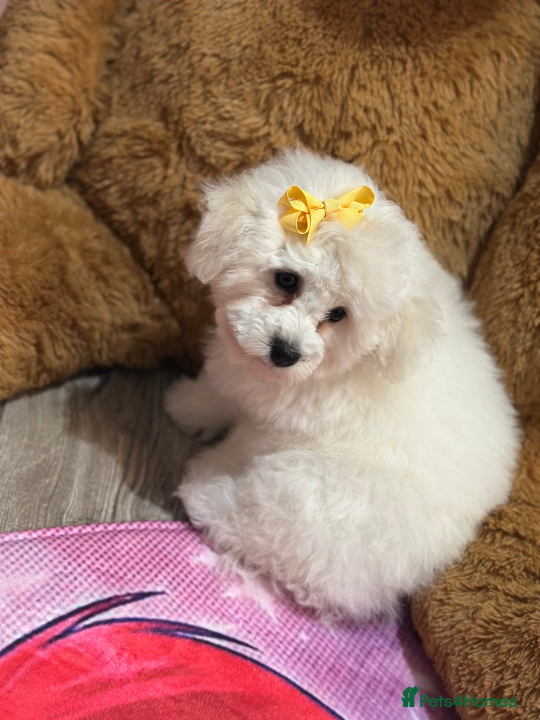Bichon Frise dogs for sale: ✨ Bichon Frisé Puppies from Champion Bloodlines ✨ - Advert 4