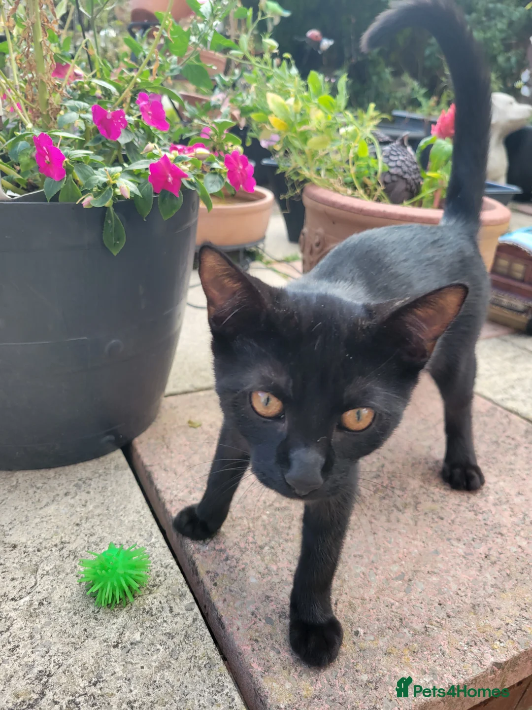 Domestic Shorthair cats for sale: From 7 beautiful kittens to 1 left - Advert 1