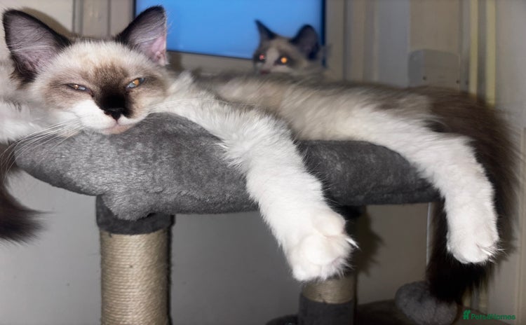 Maine Coon cats - Advert 11