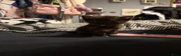 Domestic Shorthair cats for sale: 5 beautiful kittens for sale - Advert 22