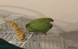 Ringnecks birds for sale: Green ringneck parrot - Advert 6