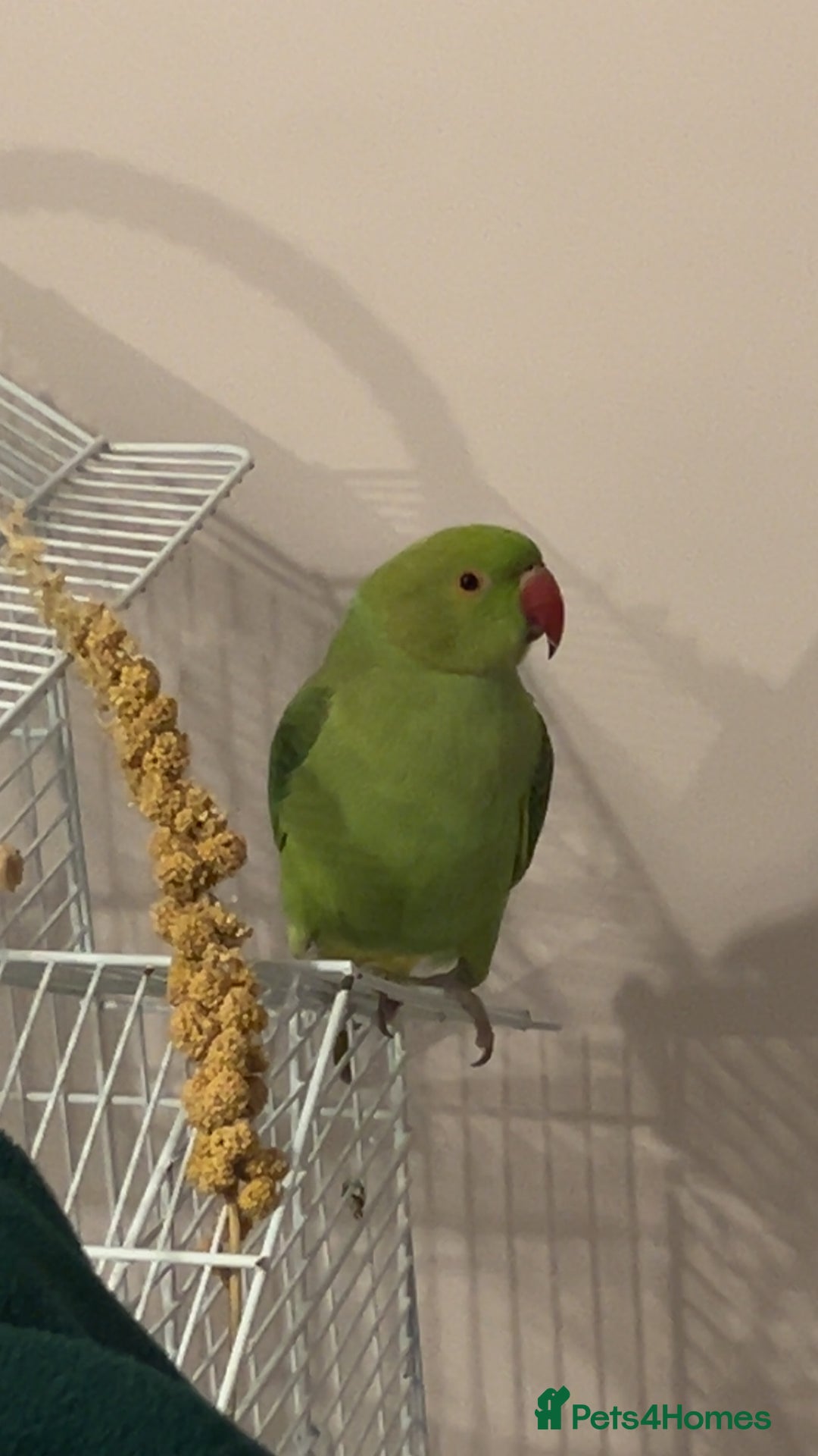 Ringnecks birds for sale: Green ringneck parrot - Advert 6