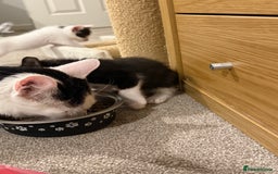 Mixed Breed cats for sale: 🤩🤩 8 beautiful babies 🤩🤩 - Image 9