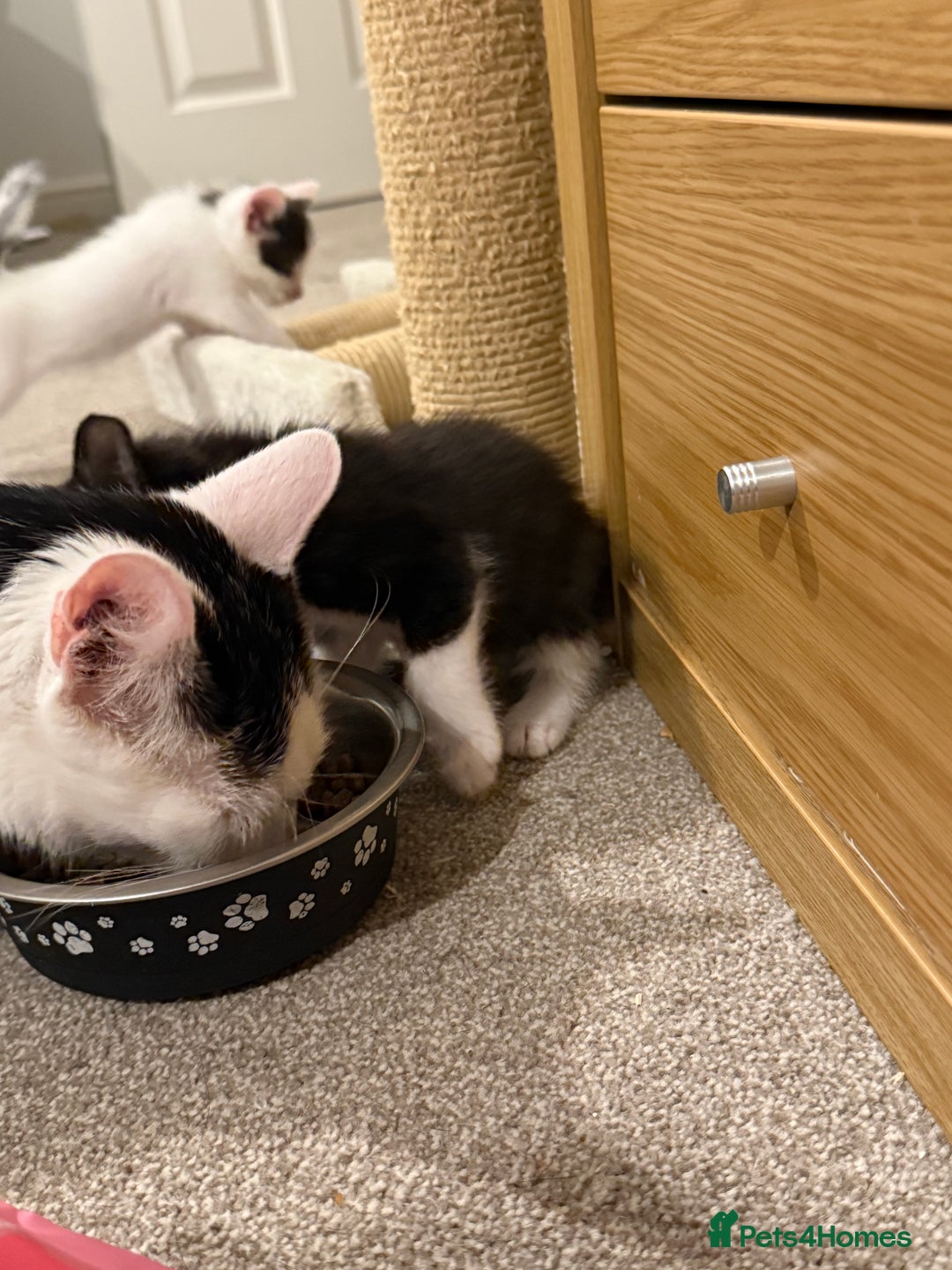 Mixed Breed cats for sale: 🤩🤩 8 beautiful babies 🤩🤩 - Image 9