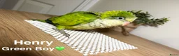 Parrots birds for sale: Stunning Quaker babies for sale! - Advert 7