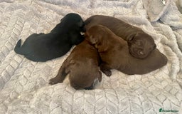 Labrador Retriever dogs for sale: LABRADOR PUPPIES 5 GEN ENHANCED PEDIGREE  - Image 3