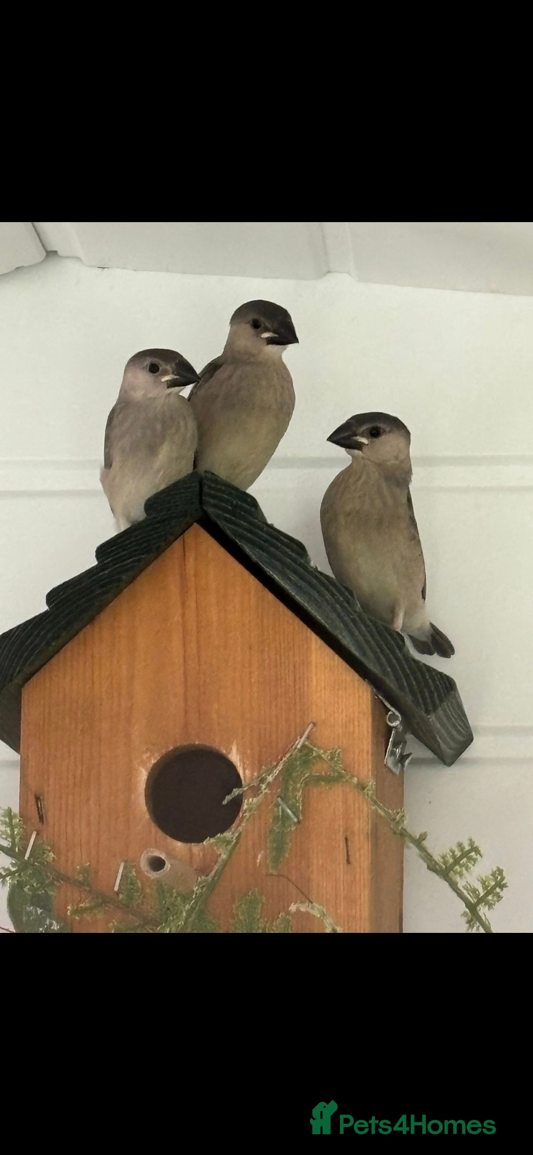 Finches birds for sale: Java finch baby's  - Image 4