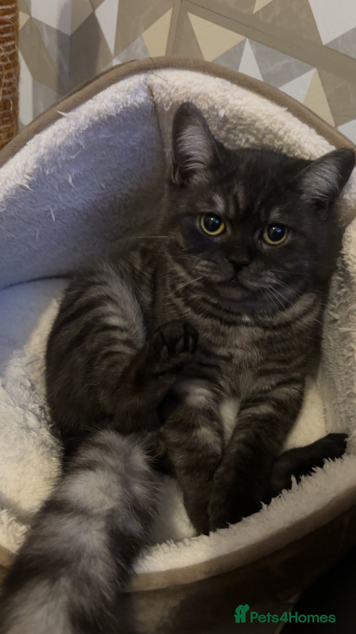 Scottish Fold cats Scotish fold short haired dark grey male  - Advert 1