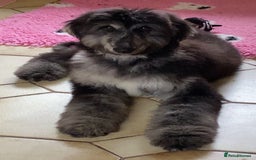Afghan Hound dogs for sale: Three fabulous male Afghan hound puppies  - Image 7